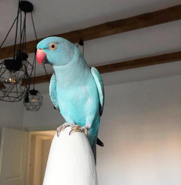 Baby blue tamed ring neck talking parrot