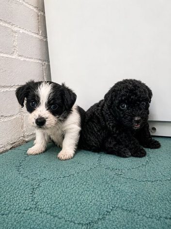 Jackpoo puppies