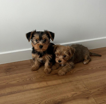 Yorkshire Terrier Puppies