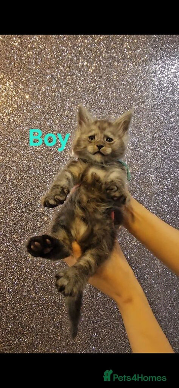 TICA Registered Maine Coon Kittens.