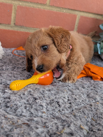 stunning Red Australian labradoodles