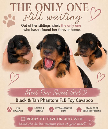 Last girl remaining!! F1B cavapoo puppies born on 1/6/26