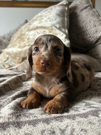 Beautiful litter of Miniature Dachshund