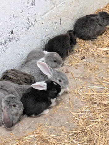 Rabbits for sale