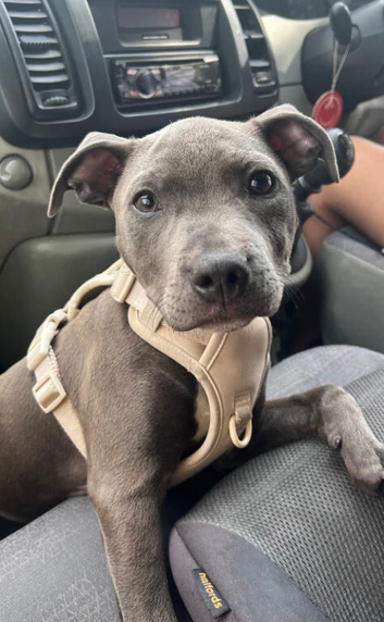 Beautiful Staffordshire Bull Terrier Puppy Looking for Her Forever Home