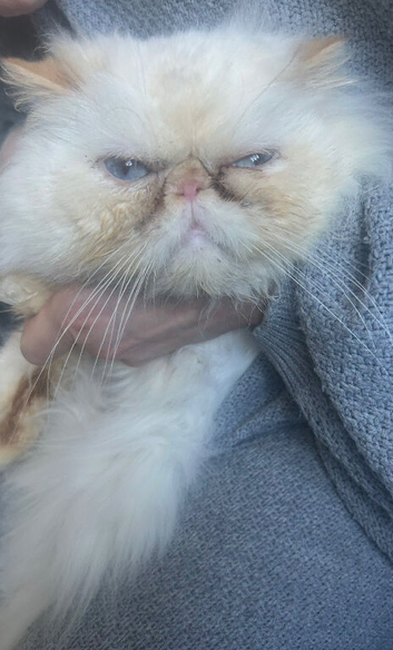 Flat face Persian x ragdoll kittens