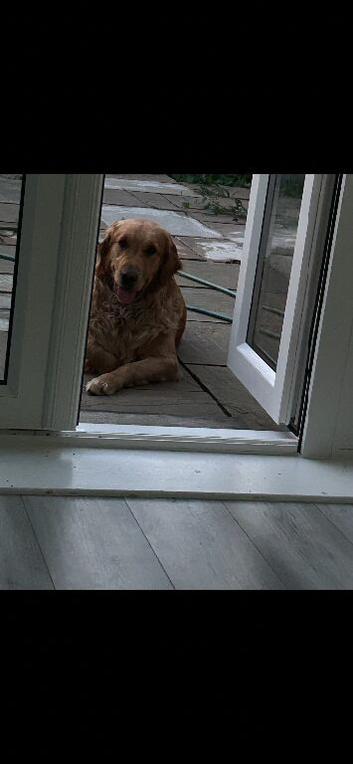 2 year old golden retriever