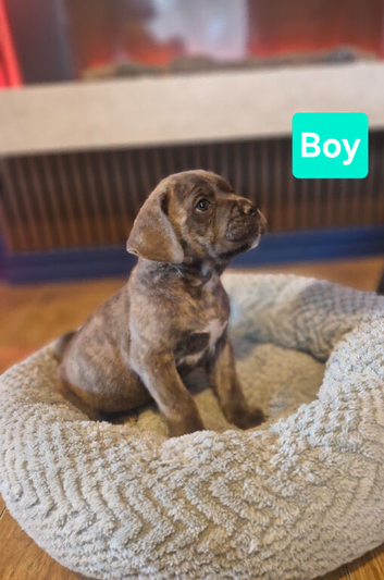 Lovely cane corso pups