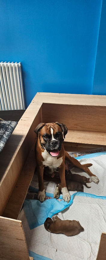 Boxer puppies
