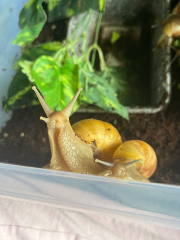 Captive bred Lissachatina fulica