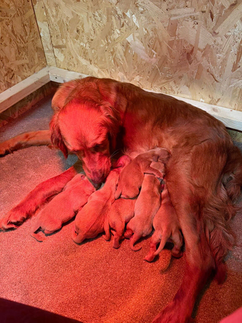 KC registered Golden Retriever Pups