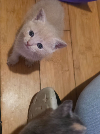 Rare Cream female kitten
