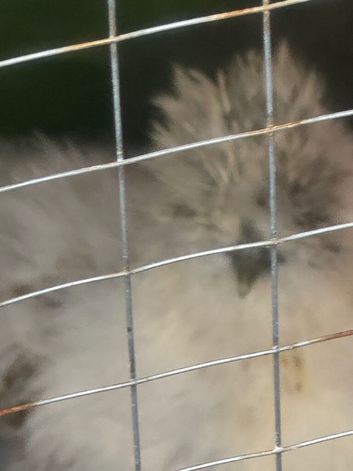 4 months old silkie cockerels