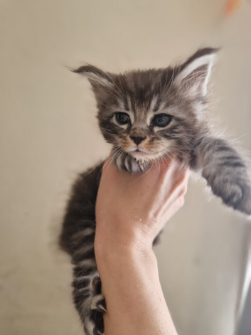 3 stunning mainecoon kittens available to reserve