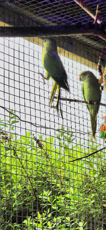 Indian ringneck