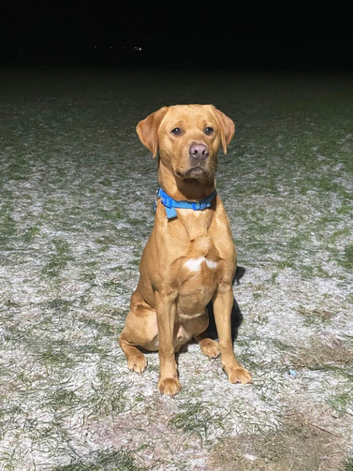 Stud