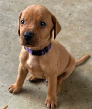 Vizslador Puppies