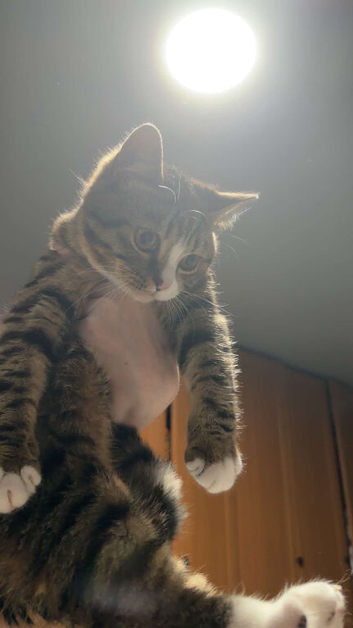 British short hair x bengal male kitten