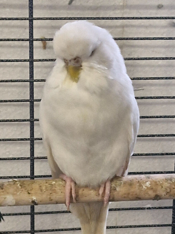Exposition Budgies
