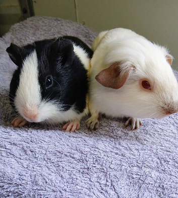 Baby Boy Guinea Pigs