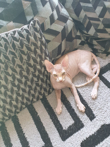 Last little male Canadian Sphynx kitten &pound;400