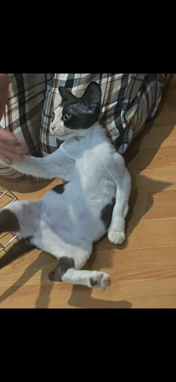 Beautiful 3-Month-Old Boy Kitten