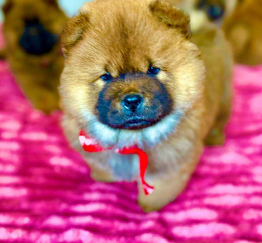 Amazing puppies