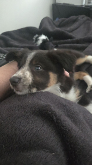 Border collie puppy for rehome