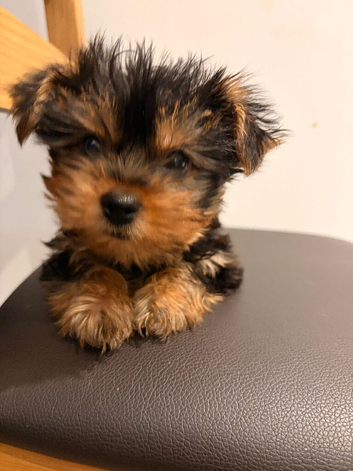 YORKSHIRE TERRIER ONLY BOY