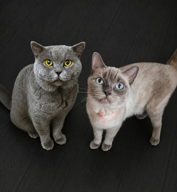 BSH's need Rehoming ASAP