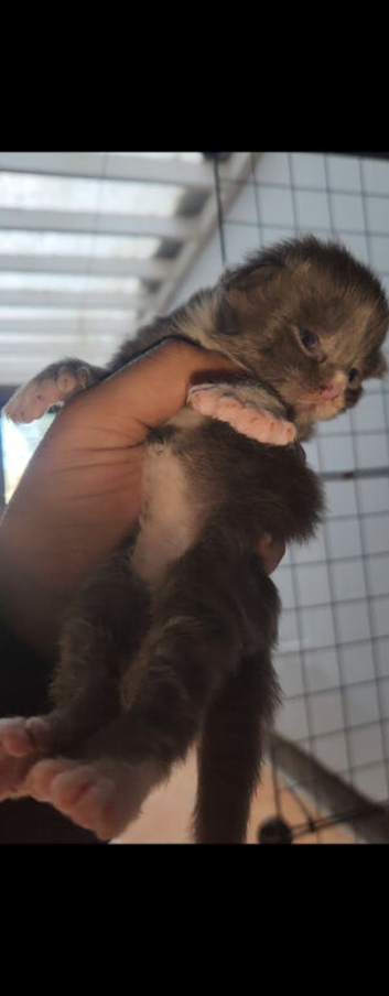 CHAMPION LINE xxl cubs