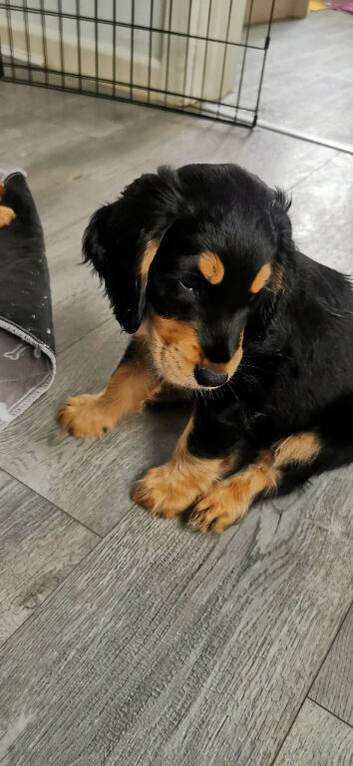Cockapoo (2 girls, 1 boy)