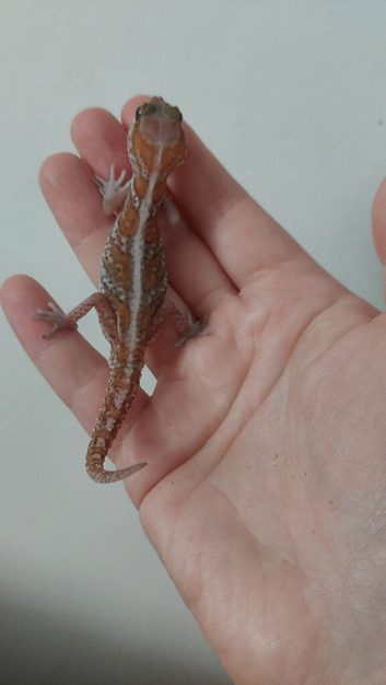 Male Pictus geckos