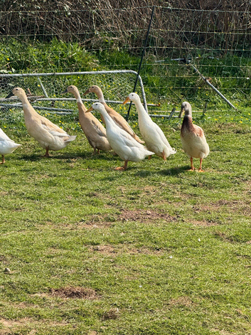 Hatching eggs