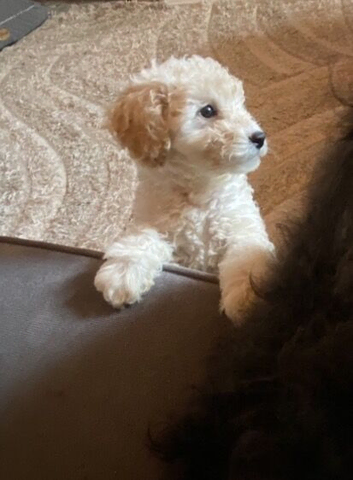 Ttoodle