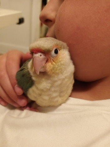 Silly tame conure
