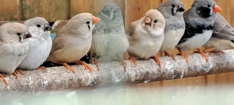 Zebra finch for sale