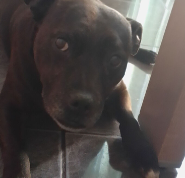 Staffie