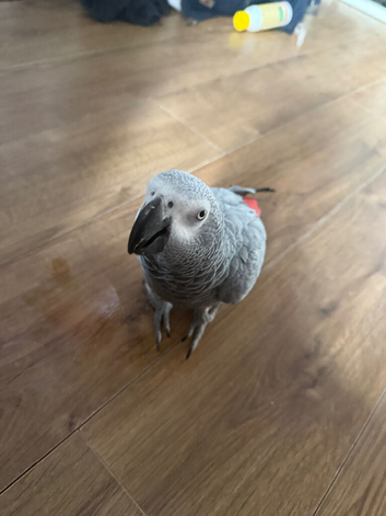 Molly parrot