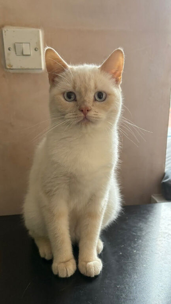 Gorgeous cream point BSH GIRL