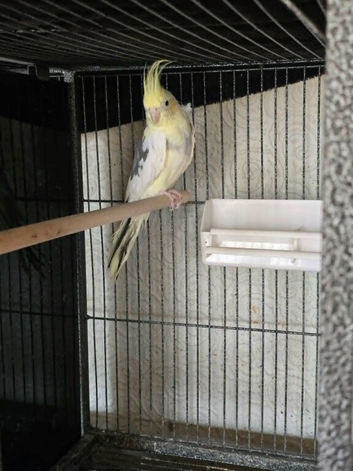 Handsome Adult Male Cockatiel (Pied Mutation) &ndash; Proven Breeder