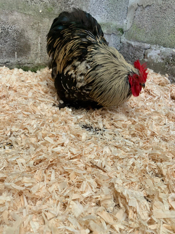 Pekin cockerel