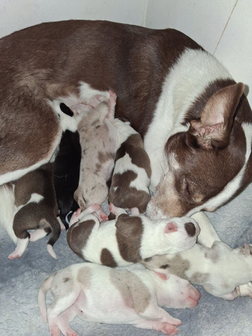 Standard bully cross with a husky cross