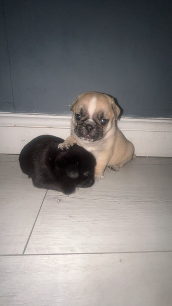 Stunning chunky pug puppies