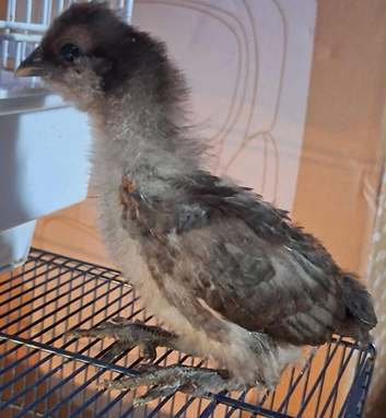 Silkie x copper maran chicks