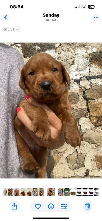 Foxred Health Tested Labrador puppies