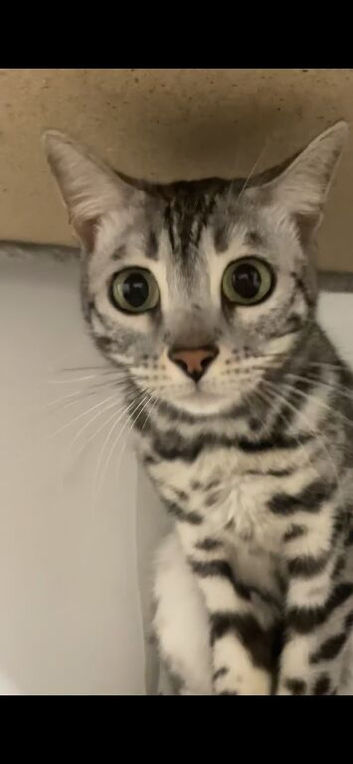 Beautiful bengal girl needs a home asap