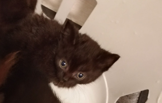 For rehoming