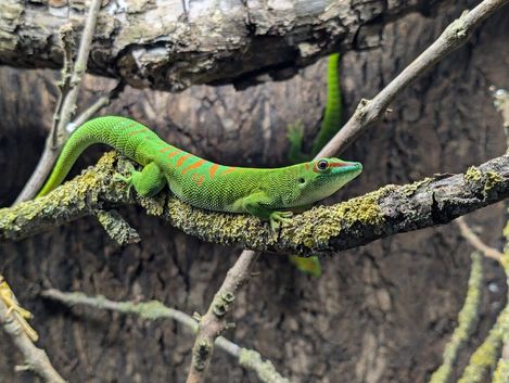 1 male and 3 female group of giant day geckos