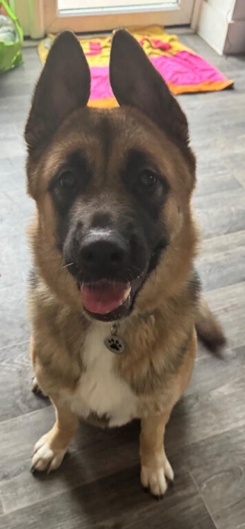 1 year old female shepkita